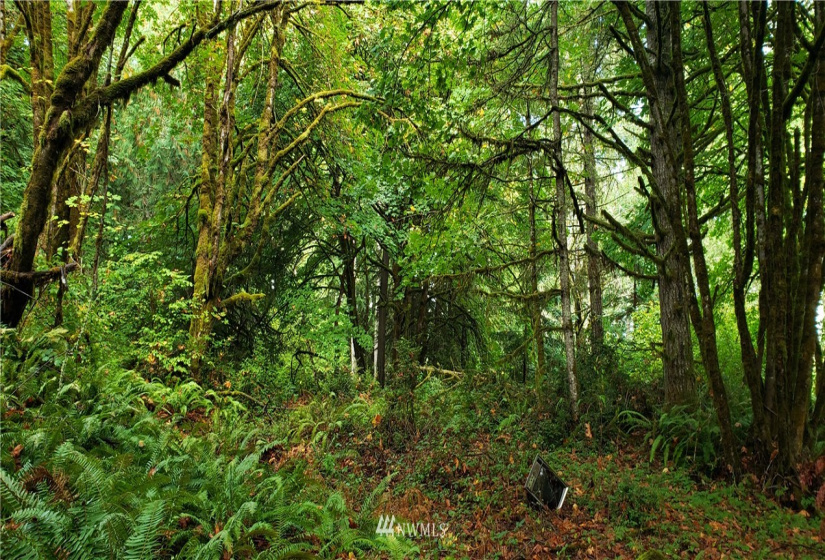 0 40th KPS, Longbranch, Washington 98351, ,Land,For Sale,40th KPS,NWM1845638