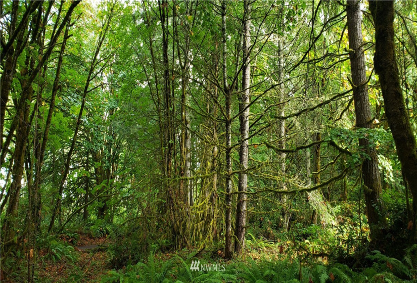 0 40th KPS, Longbranch, Washington 98351, ,Land,For Sale,40th KPS,NWM1845638