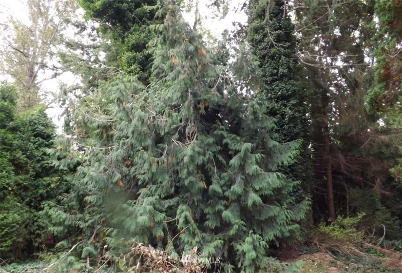 3025 Cedarwood, Bellingham, Washington 98225, ,Land,For Sale,Country Club Acreage,Cedarwood,NWM1839126