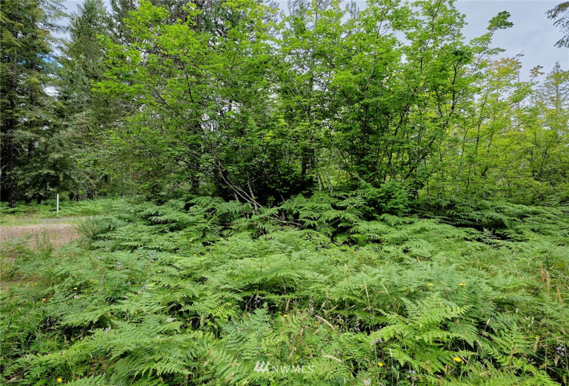 0 Lahar, Cougar, Washington 98616, ,Land,For Sale,Lahar,NWM1847898