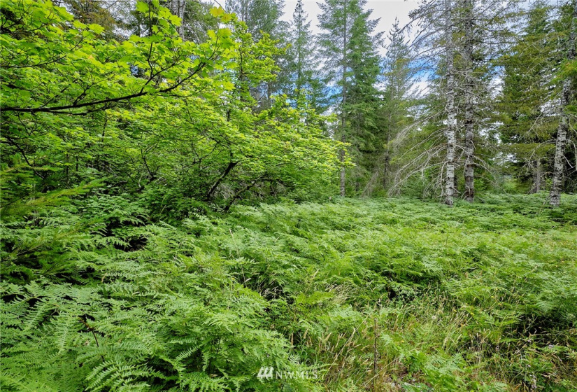 0 Lahar, Cougar, Washington 98616, ,Land,For Sale,Lahar,NWM1847898