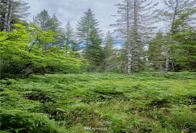 0 Lahar, Cougar, Washington 98616, ,Land,For Sale,Lahar,NWM1847898