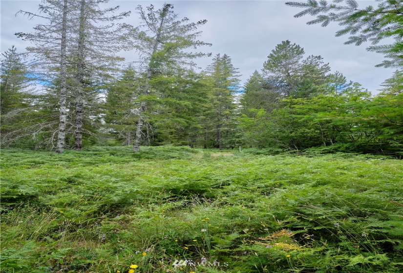 0 Lahar, Cougar, Washington 98616, ,Land,For Sale,Lahar,NWM1847898