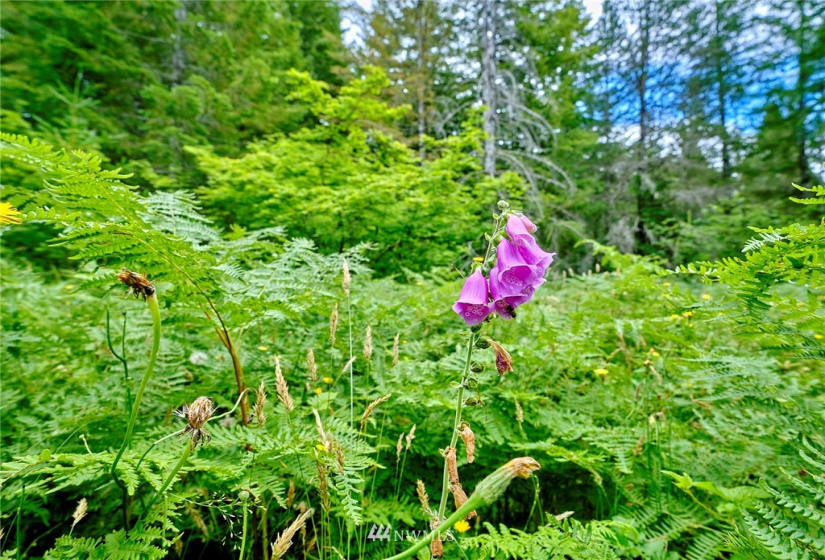 0 Lahar, Cougar, Washington 98616, ,Land,For Sale,Lahar,NWM1847898