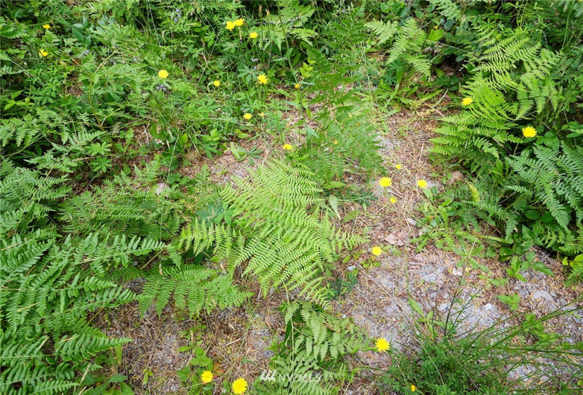 0 Lahar, Cougar, Washington 98616, ,Land,For Sale,Lahar,NWM1847898