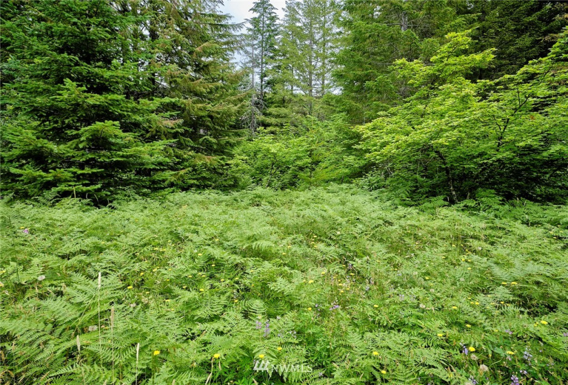 0 Lahar, Cougar, Washington 98616, ,Land,For Sale,Lahar,NWM1847898