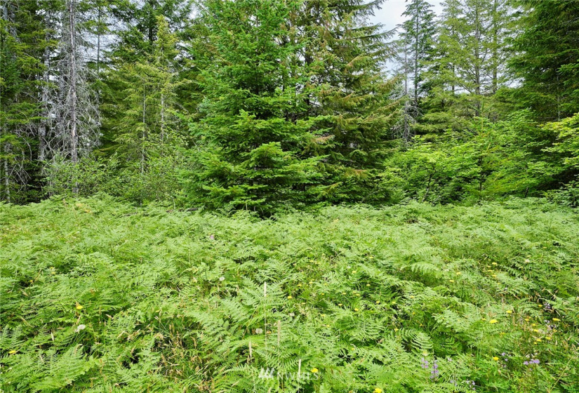 0 Lahar, Cougar, Washington 98616, ,Land,For Sale,Lahar,NWM1847898