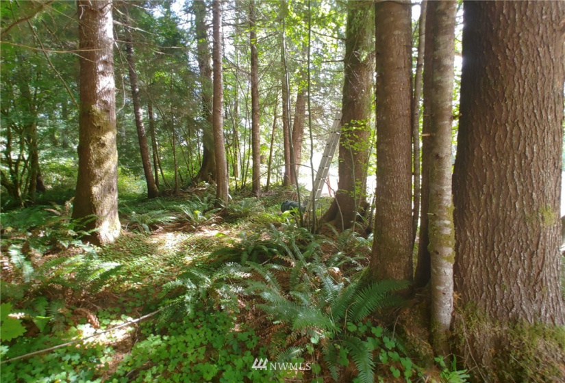 122 Fuhrman, Forks, Washington 98331, ,Land,For Sale,Fuhrman,NWM1848173