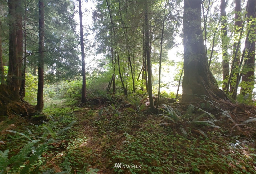 122 Fuhrman, Forks, Washington 98331, ,Land,For Sale,Fuhrman,NWM1848173