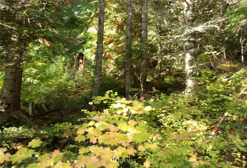 0 Lot 89 Winter Park, Easton, Washington 98925, ,Land,For Sale,Kachess 1,Winter Park,NWM1848233
