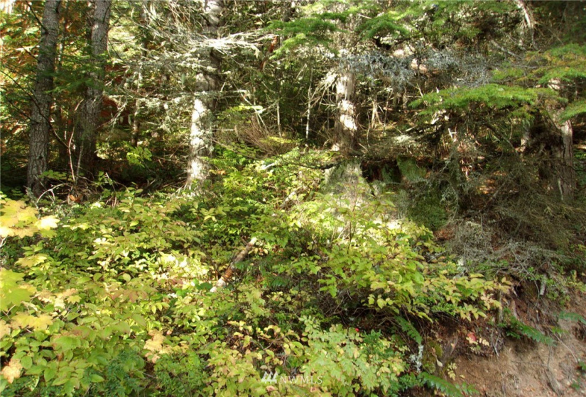 0 Lot 89 Winter Park, Easton, Washington 98925, ,Land,For Sale,Kachess 1,Winter Park,NWM1848233