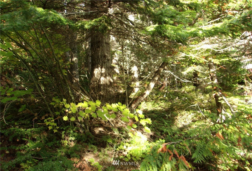 0 Lot 89 Winter Park, Easton, Washington 98925, ,Land,For Sale,Kachess 1,Winter Park,NWM1848233