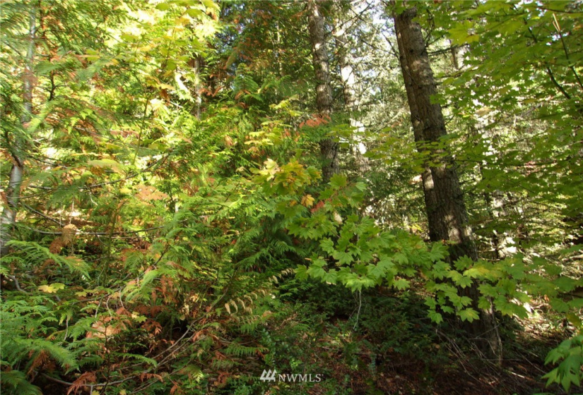 0 Lot 89 Winter Park, Easton, Washington 98925, ,Land,For Sale,Kachess 1,Winter Park,NWM1848233