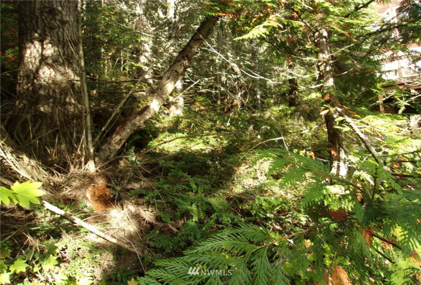 0 Lot 89 Winter Park, Easton, Washington 98925, ,Land,For Sale,Kachess 1,Winter Park,NWM1848233