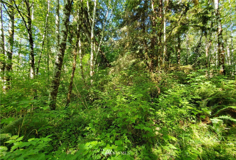9999 Goodman Mainline Lot A, Forks, Washington 98331, ,Land,For Sale,Goodman Mainline Lot A,NWM1847087