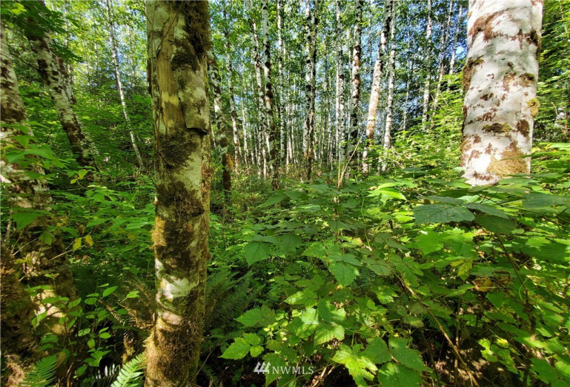 9999 Goodman Mainline Lot A, Forks, Washington 98331, ,Land,For Sale,Goodman Mainline Lot A,NWM1847087