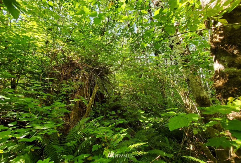 9999 Goodman Mainline Lot A, Forks, Washington 98331, ,Land,For Sale,Goodman Mainline Lot A,NWM1847087