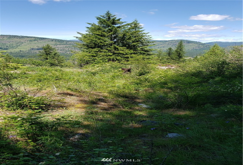 3478 Moore, Kettle Falls, Washington 99141, ,Land,For Sale,Moore,NWM1848875