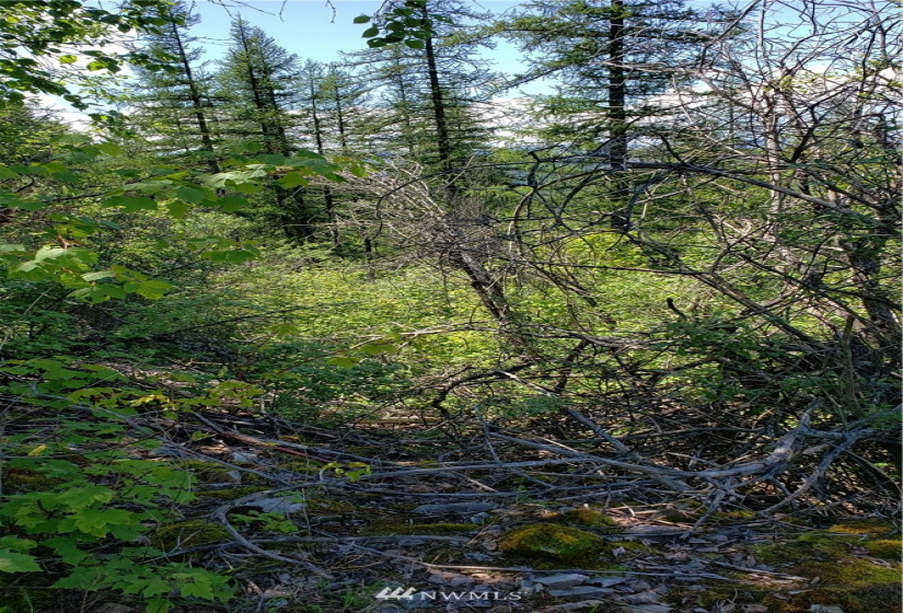 3478 Moore, Kettle Falls, Washington 99141, ,Land,For Sale,Moore,NWM1848875