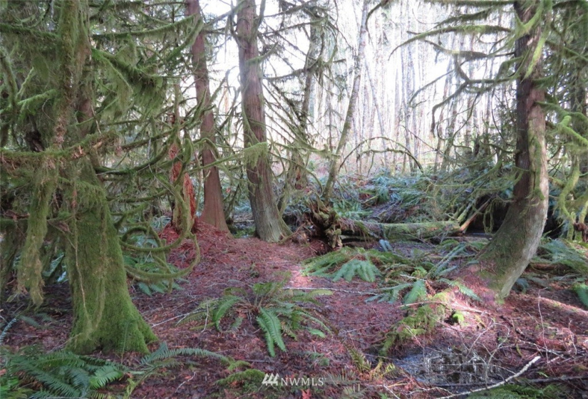 0 Lot 1 Crystal Creek, Shelton, Washington 98584, ,Land,For Sale,Crystal Creek,NWM1849179