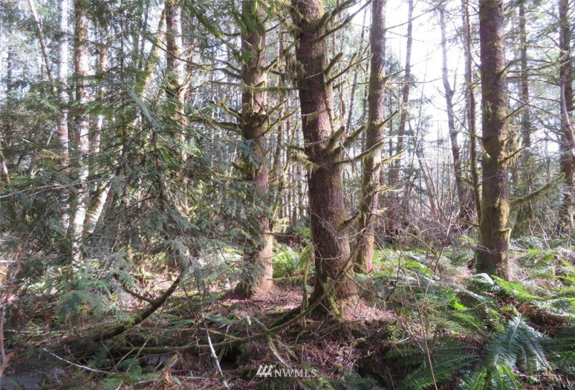 0 Lot 1 Crystal Creek, Shelton, Washington 98584, ,Land,For Sale,Crystal Creek,NWM1849179