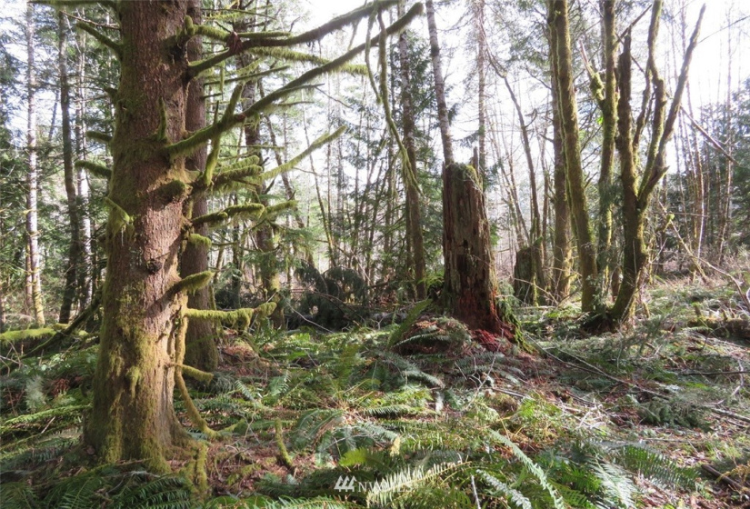 0 Lot 1 Crystal Creek, Shelton, Washington 98584, ,Land,For Sale,Crystal Creek,NWM1849179