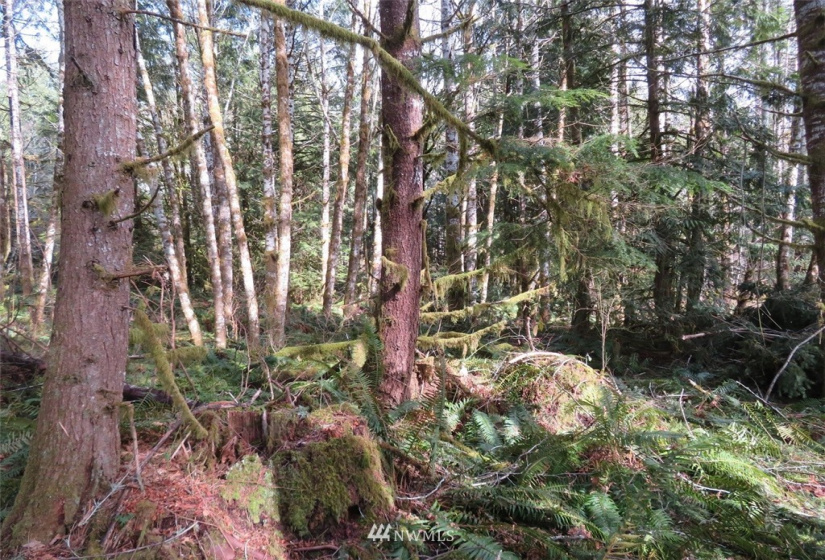 0 Lot 1 Crystal Creek, Shelton, Washington 98584, ,Land,For Sale,Crystal Creek,NWM1849179