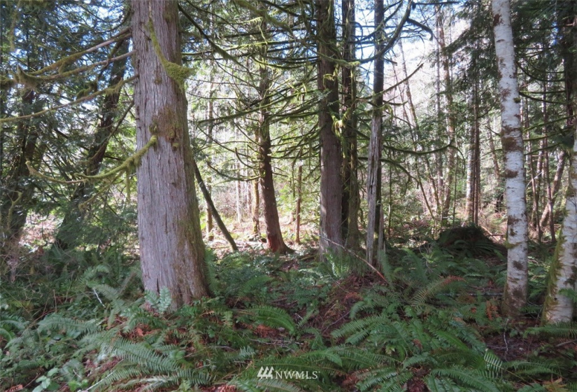 0 Lot 1 Crystal Creek, Shelton, Washington 98584, ,Land,For Sale,Crystal Creek,NWM1849179