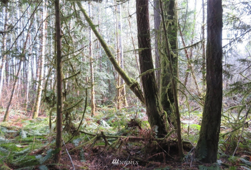 0 Lot 1 Crystal Creek, Shelton, Washington 98584, ,Land,For Sale,Crystal Creek,NWM1849179