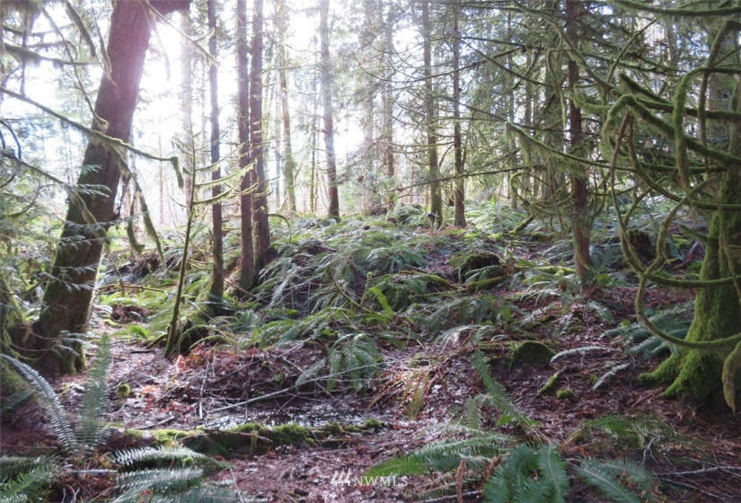 0 Lot 1 Crystal Creek, Shelton, Washington 98584, ,Land,For Sale,Crystal Creek,NWM1849179