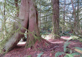 0 Lot 1 Crystal Creek, Shelton, Washington 98584, ,Land,For Sale,Crystal Creek,NWM1849179