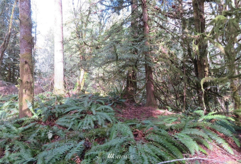 0 Lot 1 Crystal Creek, Shelton, Washington 98584, ,Land,For Sale,Crystal Creek,NWM1849179