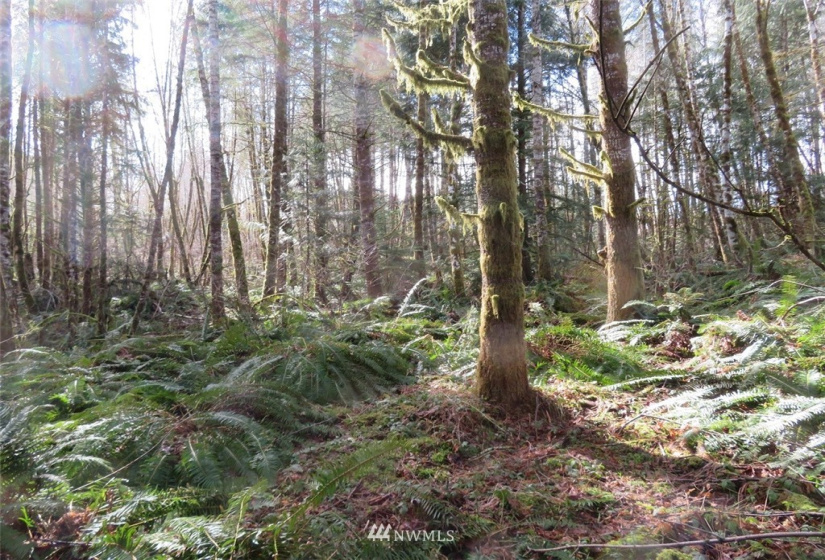 0 Lot 1 Crystal Creek, Shelton, Washington 98584, ,Land,For Sale,Crystal Creek,NWM1849179