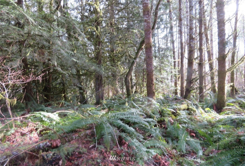 0 Lot 1 Crystal Creek, Shelton, Washington 98584, ,Land,For Sale,Crystal Creek,NWM1849179