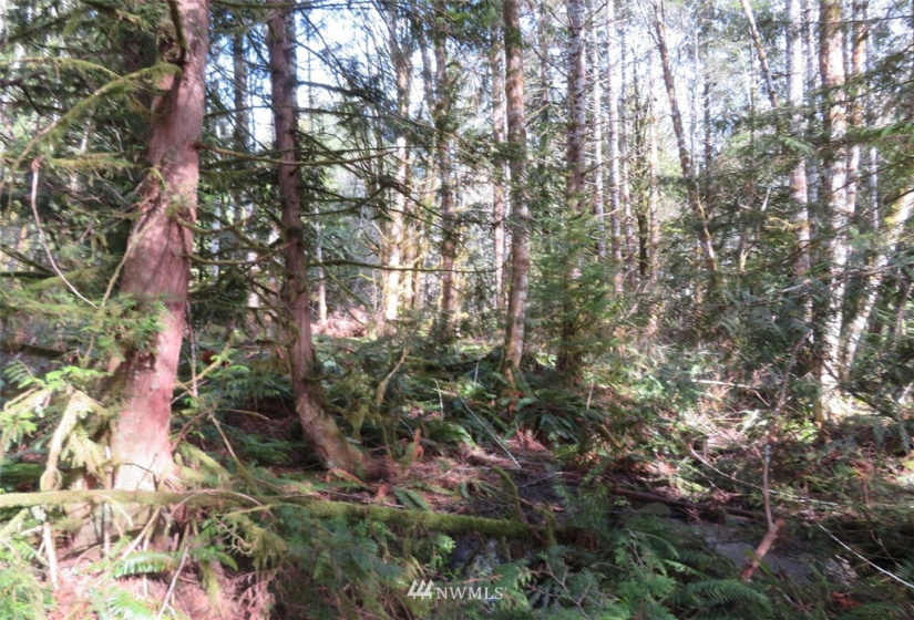 0 Lot 1 Crystal Creek, Shelton, Washington 98584, ,Land,For Sale,Crystal Creek,NWM1849179