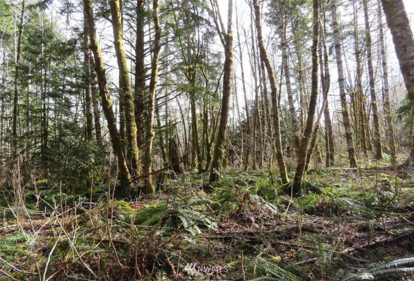 0 Lot 1 Crystal Creek, Shelton, Washington 98584, ,Land,For Sale,Crystal Creek,NWM1849179