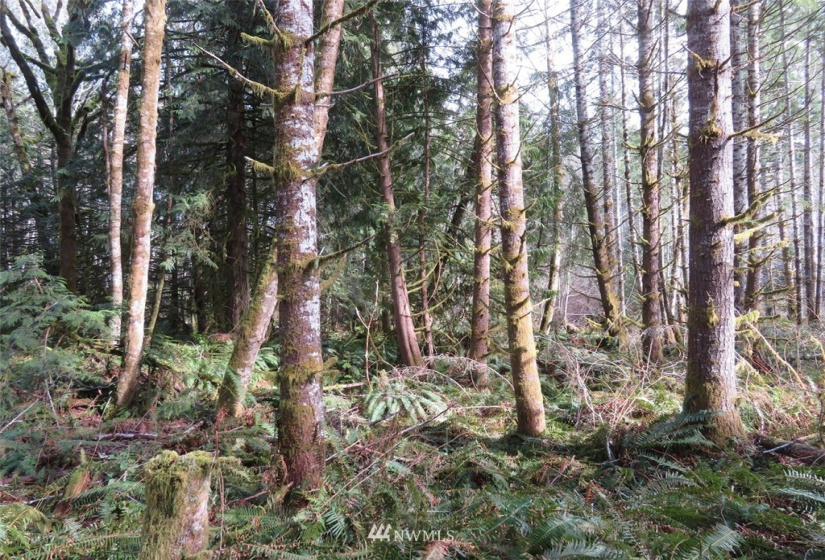 0 Lot 1 Crystal Creek, Shelton, Washington 98584, ,Land,For Sale,Crystal Creek,NWM1849179