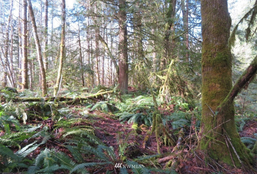0 Lot 1 Crystal Creek, Shelton, Washington 98584, ,Land,For Sale,Crystal Creek,NWM1849179