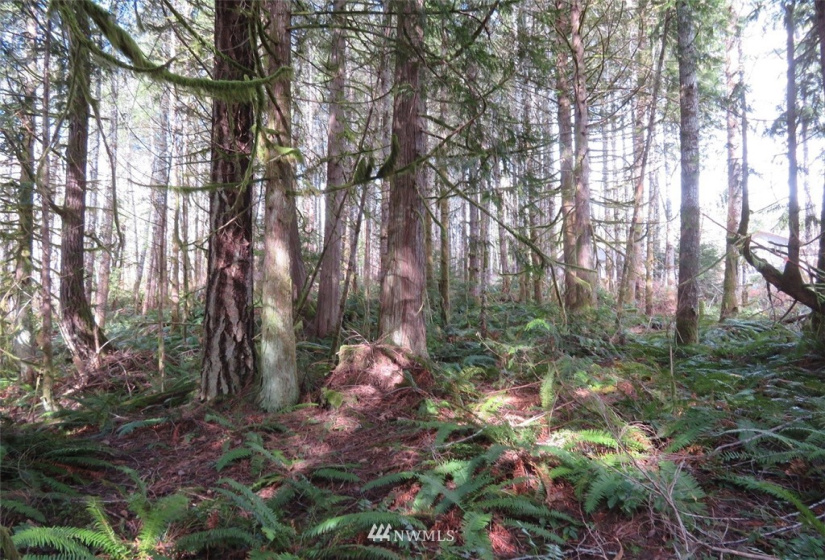 0 Lot 1 Crystal Creek, Shelton, Washington 98584, ,Land,For Sale,Crystal Creek,NWM1849179