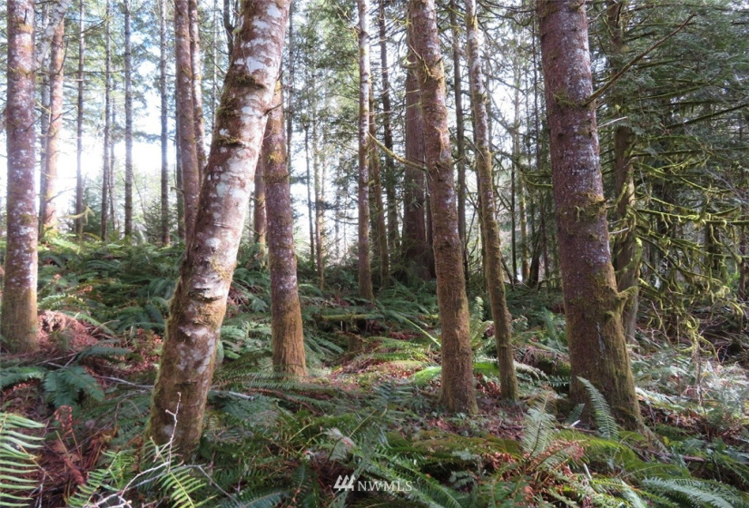 0 Lot 1 Crystal Creek, Shelton, Washington 98584, ,Land,For Sale,Crystal Creek,NWM1849179
