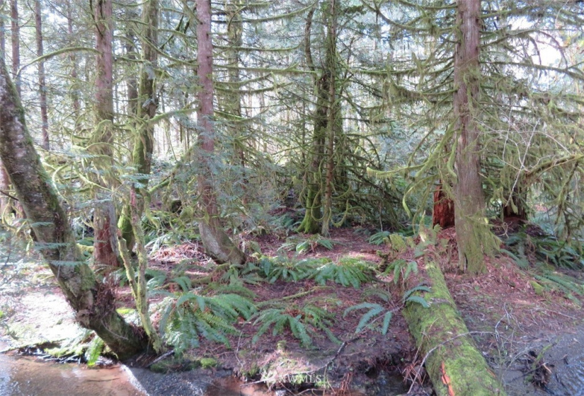 0 Lot 1 Crystal Creek, Shelton, Washington 98584, ,Land,For Sale,Crystal Creek,NWM1849179