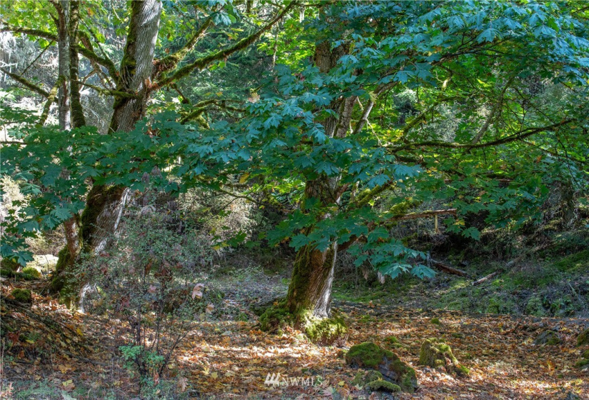 9 Lot# Spring Hill, Orcas Island, Washington 98245, ,Land,For Sale,Spring Hill,NWM1846934