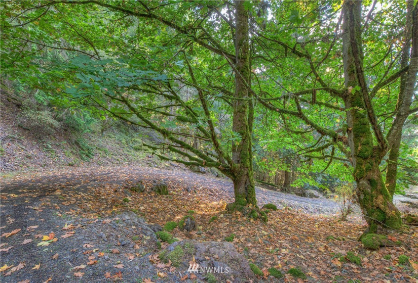 9 Lot# Spring Hill, Orcas Island, Washington 98245, ,Land,For Sale,Spring Hill,NWM1846934
