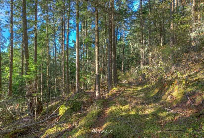 9 Lot# Spring Hill, Orcas Island, Washington 98245, ,Land,For Sale,Spring Hill,NWM1846934