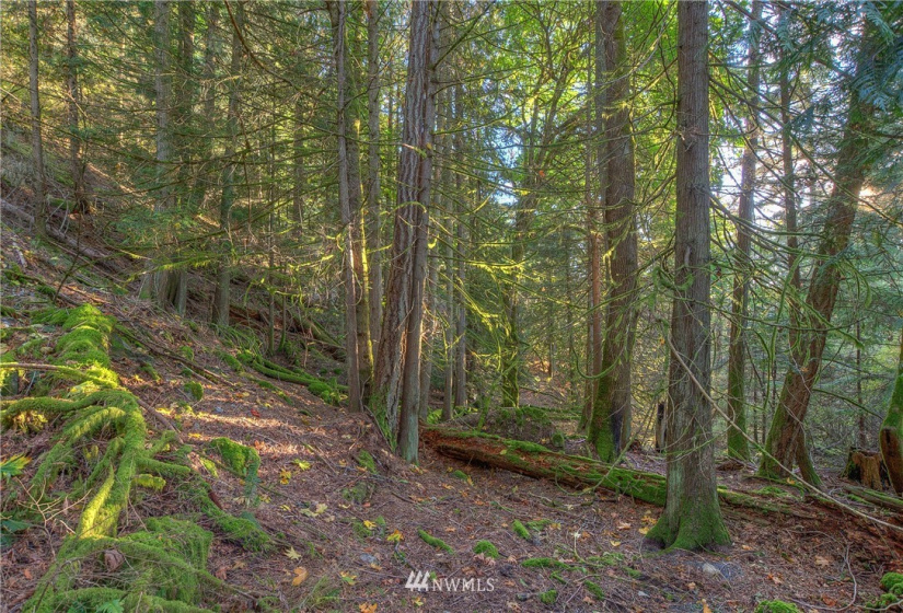 9 Lot# Spring Hill, Orcas Island, Washington 98245, ,Land,For Sale,Spring Hill,NWM1846934