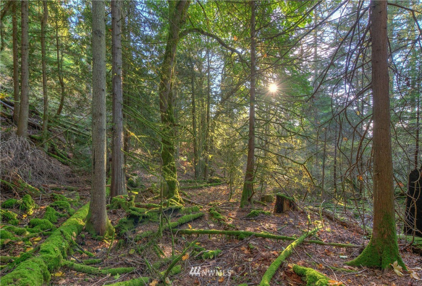 9 Lot# Spring Hill, Orcas Island, Washington 98245, ,Land,For Sale,Spring Hill,NWM1846934