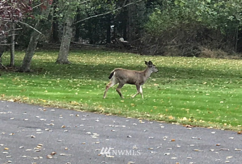 1447 Pelican, Point Roberts, Washington 98281, ,Land,For Sale,Pelican,NWM1731520