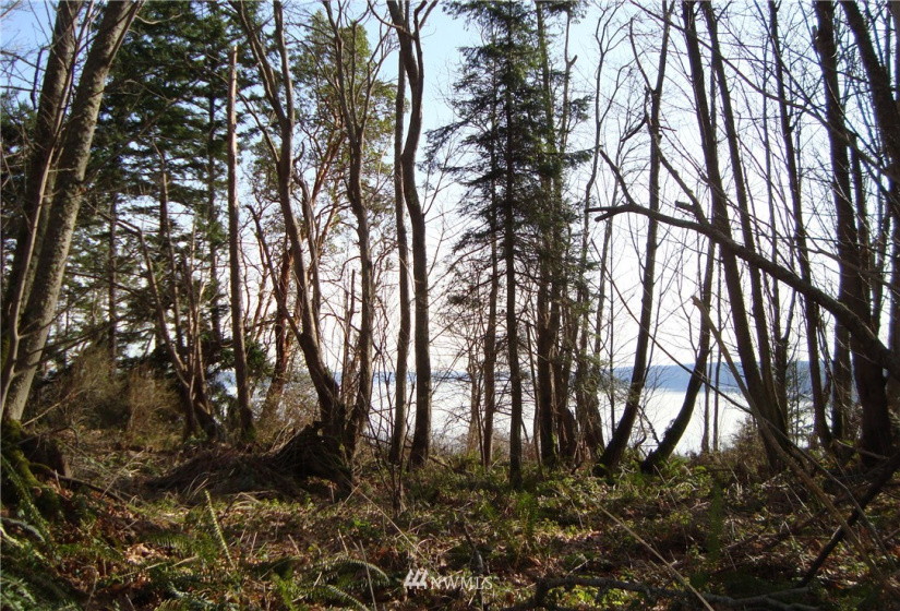 0 Lot 12 South Camano Dr, Camano Island, Washington 98282, ,Land,For Sale,Lot 12 South Camano Dr,NWM1851247