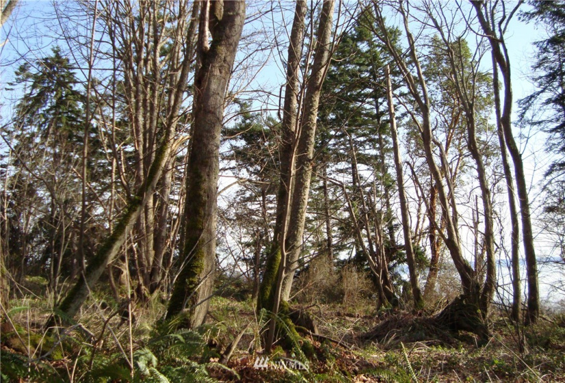 0 Lot 12 South Camano Dr, Camano Island, Washington 98282, ,Land,For Sale,Lot 12 South Camano Dr,NWM1851247