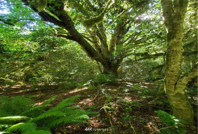 9910 Goodman Mainline Lot B, Forks, Washington 98331, ,Land,For Sale,Goodman Mainline Lot B,NWM1847088